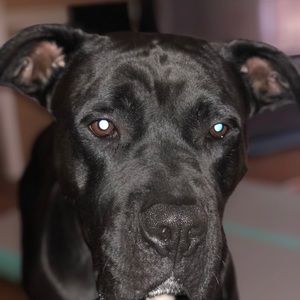 Meet your Posher, Winston